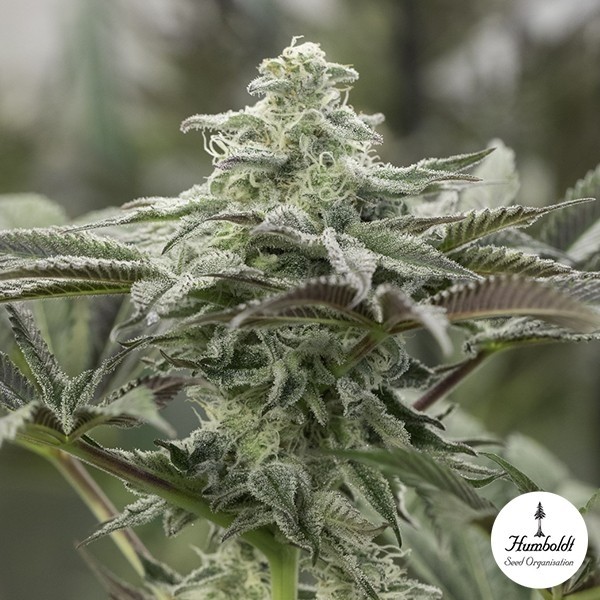 View Lemon Citron de Humboldt Sementes - GB A Marca Verde