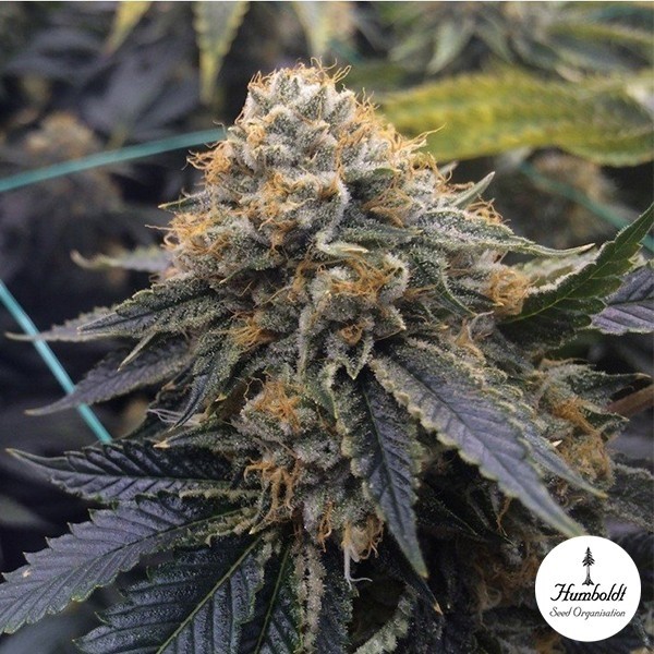 View Sapphire OG por Humboldt Seeds - GB A marca verde