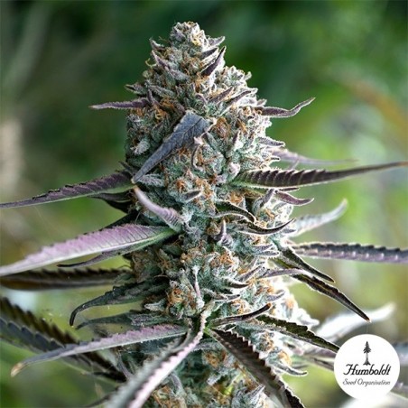 Runtz Fast Flowering da Humboldt Seeds - GB The Green Brand