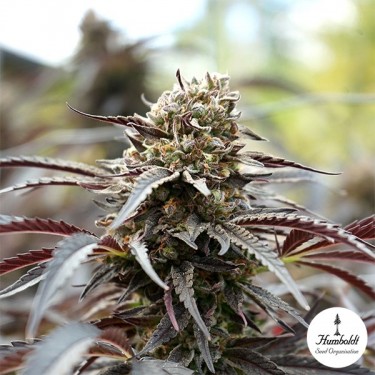 White Runtz de floração rápida