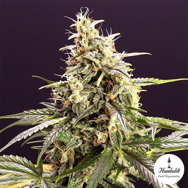View Sementes Chem Bomb Autoflorescente - GB The Green Brand