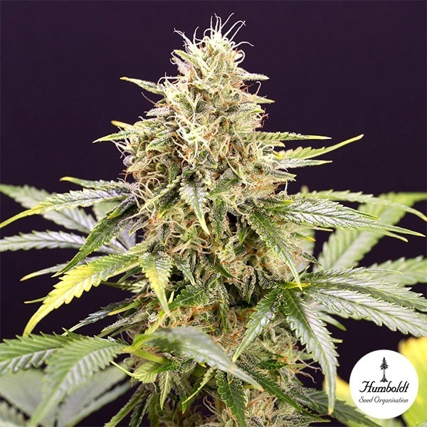 View Chocolate Mint OG Auto Marijuana Planta