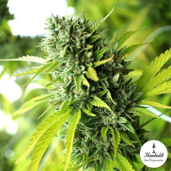 View Mango OG Auto de Humboldt Seeds - GB The Green Brand