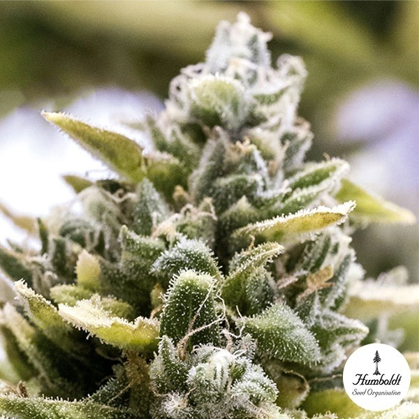 View OG Kush Auto de Humboldt Seeds - GB The Green Brand