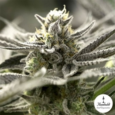 Sementes OGKZ Auto de Humboldt Seeds - GB The Green Brand