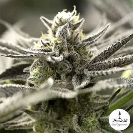 Sementes OGKZ Auto de Humboldt Seeds - GB The Green Brand