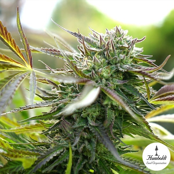 View Pineapple Chem Auto Humboldt Seeds - GB The Green Brand