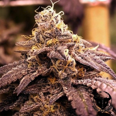 Planta de maconha Rare Darkness