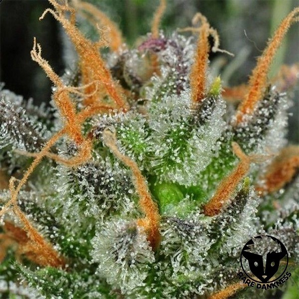 Planta de maconha Karma Bitch
