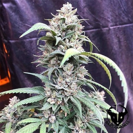 Planta de maconha Scotts OG