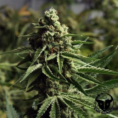 Trem Fantasma Haze planta de maconha