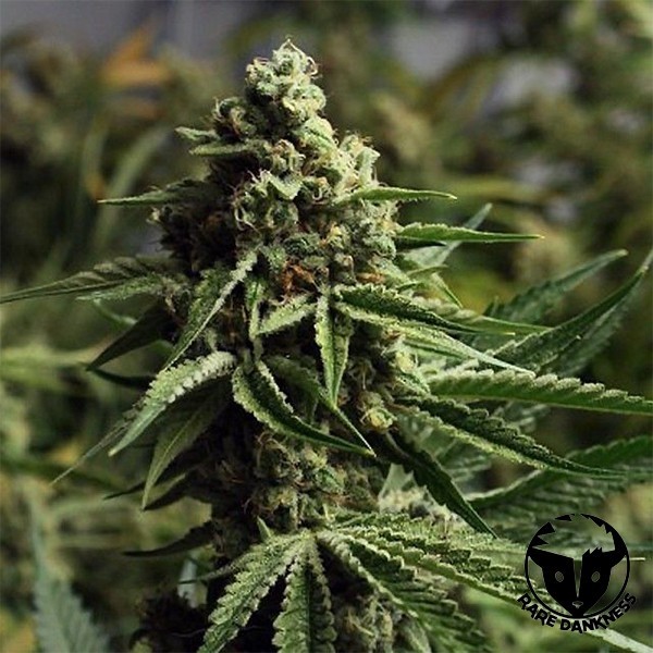 Trem Fantasma Haze planta de maconha