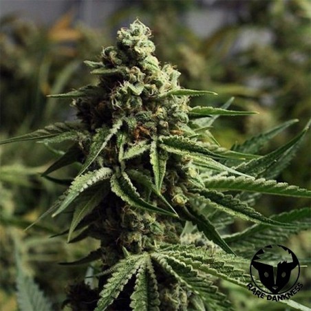 Planta de maconha Ghost Train Haze
