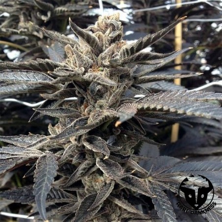 Planta de marijuana Star Killer OG