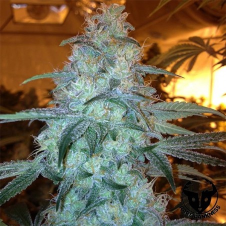 Planta de canábis Rug Burn OG