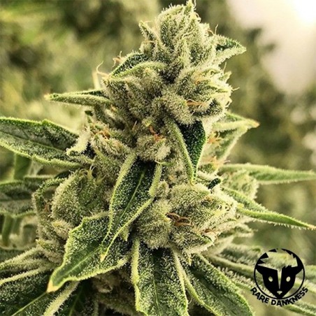 Planta de maconha Drama