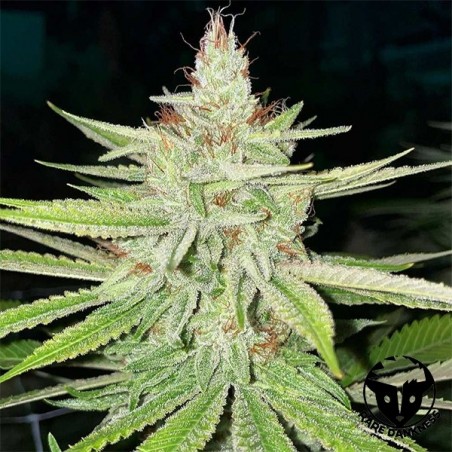 Planta de maconha Cornbread