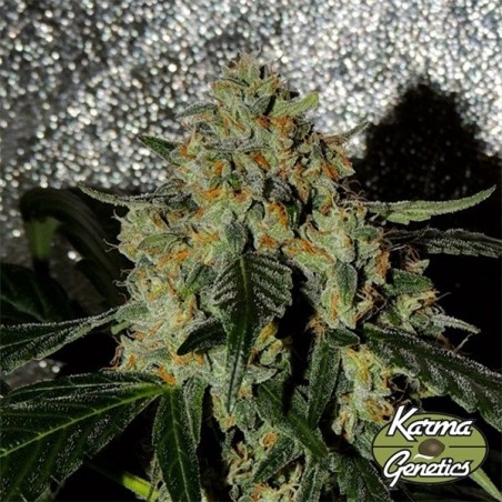 Planta de maconha Karma OG Jack