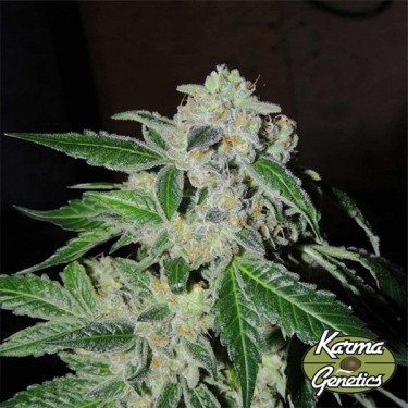 Planta de maconha Sour Power OG
