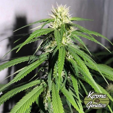 Planta de maconha OSH A5HZ