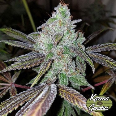 Karma Genetics Now N Frutti Seeds - GB A marca verde