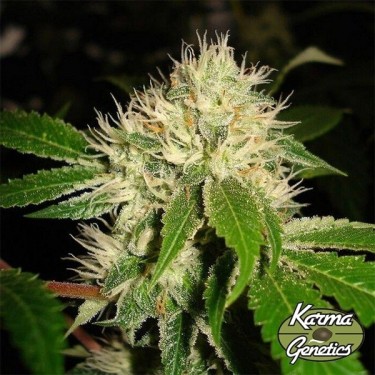 White OG S1 por Karma Genetics - GB The Green Brand