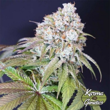 Karma Genetics Sementes de frutas de cão - GB A marca verde