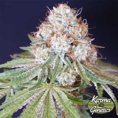 Rocky Melon of Karma Genetics - GB A marca verde