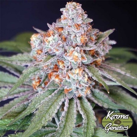 Semente Feminizada MS 29 da Karma Genetics - GB