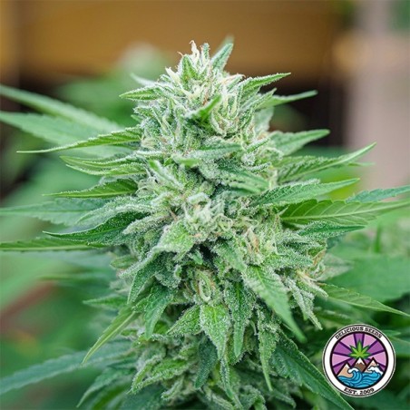Moby Delicious de Delicious Seeds - GB A marca verde