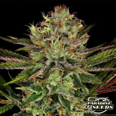 Fábrica de chocolate Waffles Marijuana