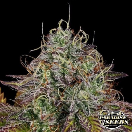 Damasco doce planta de maconha