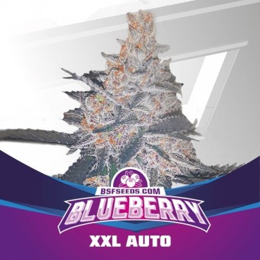 Blueberry XXL Auto planta de maconha