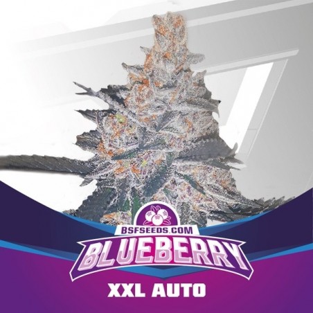 Blueberry XXL Auto planta de maconha