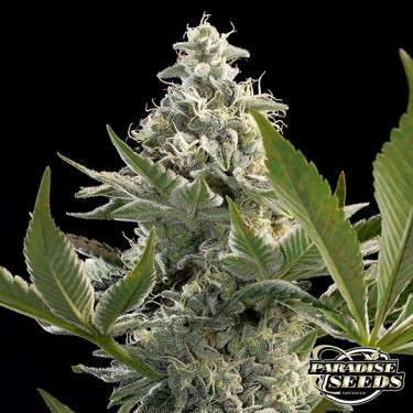 Planta de maconha Glowstarz