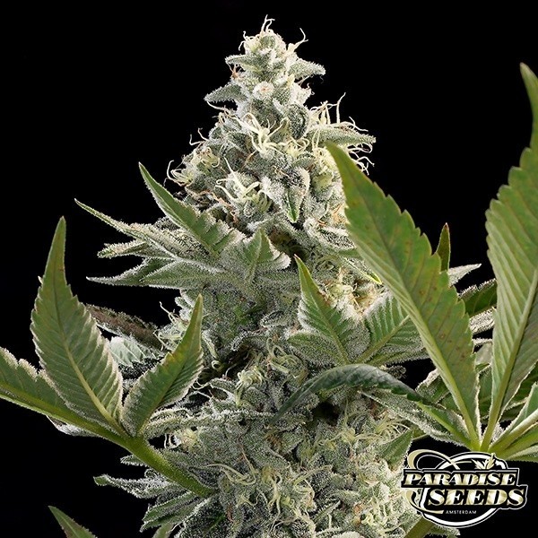 View Planta de maconha Glowstarz