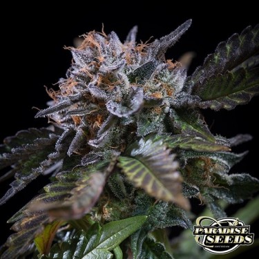 Planta de maconha de ruído branco