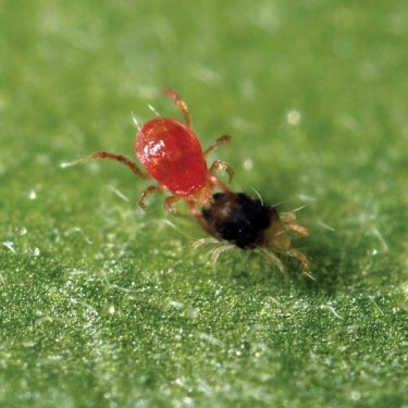 View Phytoseiulus Permisilis eliminando aranha
