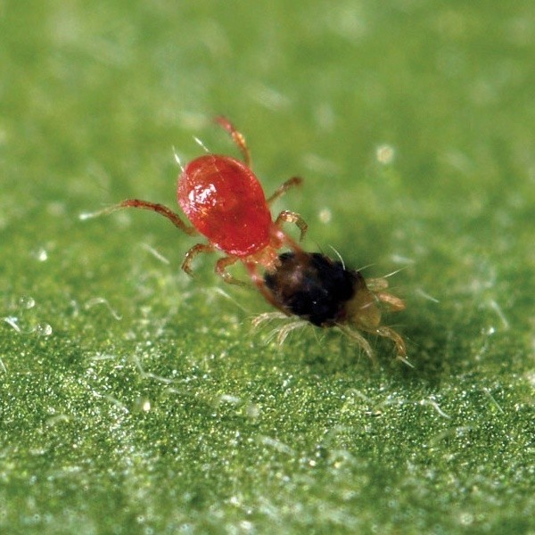 Phytoseiulus Permisilis eliminando aranha