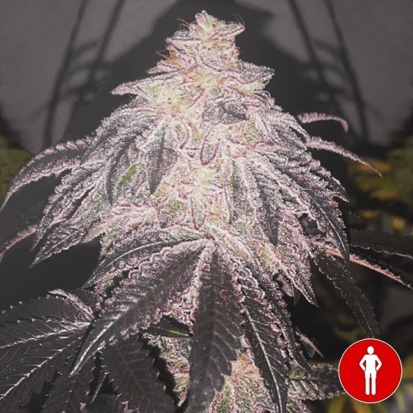 View Cookies Sherbert Auto Sementes Médicas