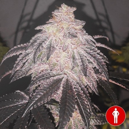 Cookies Sherbert Auto Sementes Médicas