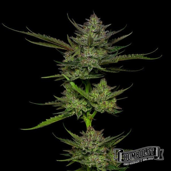 View Sour Apple Auto de Humboldt Seed - GB A marca verde