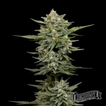 View Vanilla Latte Auto da Humboldt Seed - GB The Green Brand