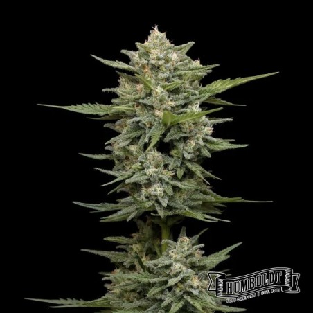 Vanilla Latte Auto da Humboldt Seed - GB The Green Brand