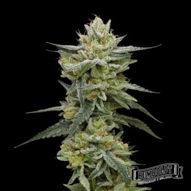 Hella Jelly Humboldt Seeds Company