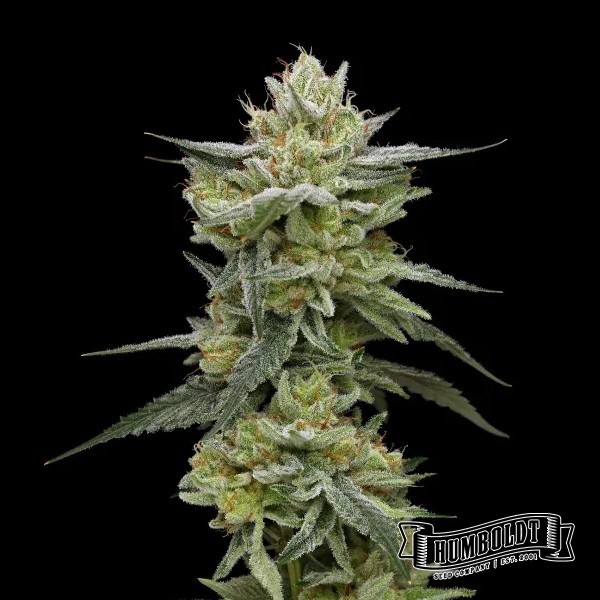 Hella Jelly Humboldt Seeds Company