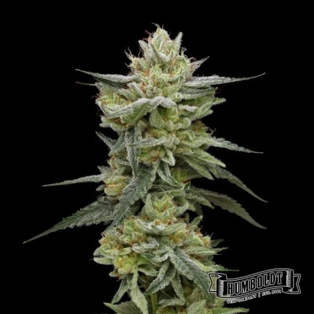Hella Jelly Humboldt Seeds Company
