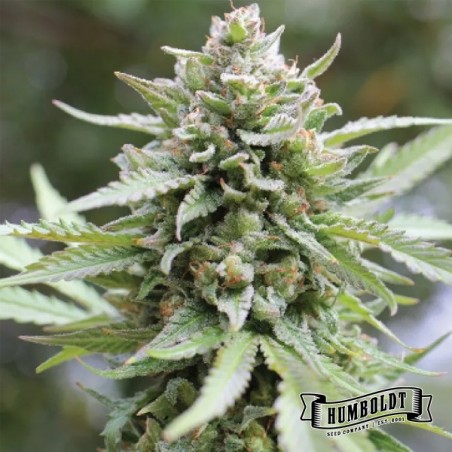 Lemongrass Humboldt Seeds Company