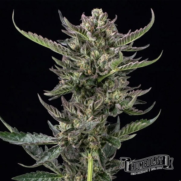 View THC notório Empresa de Sementes Humboldt