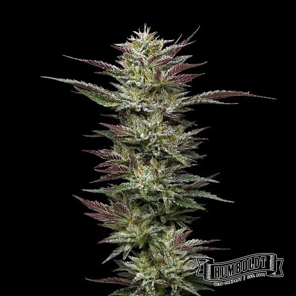 View Nutter Budder Humboldt Sementes Empresa